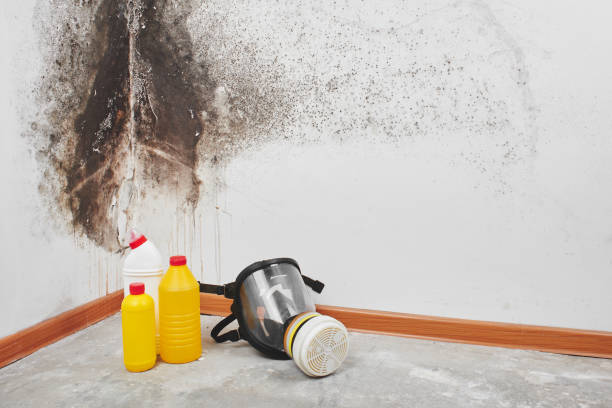 Best Industrial Mold Remediation in Santa Anna, TX