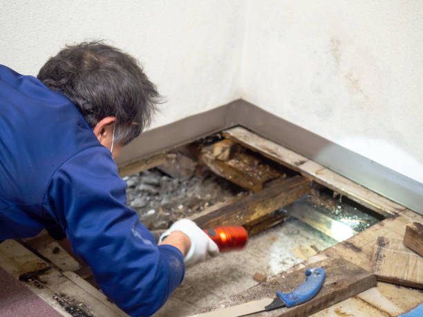 Best Mold Remediation for Schools in Santa Anna, TX