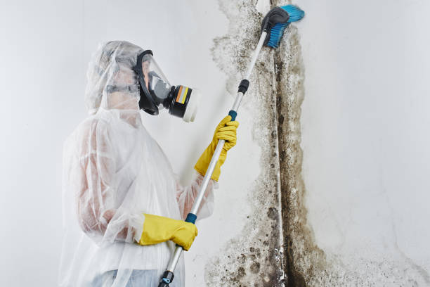 Best Localized Mold Remediation (e.g., coastal areas, humid climates) in Santa Anna, TX