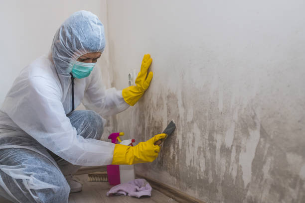 Best Emergency Mold Remediation in Santa Anna, TX