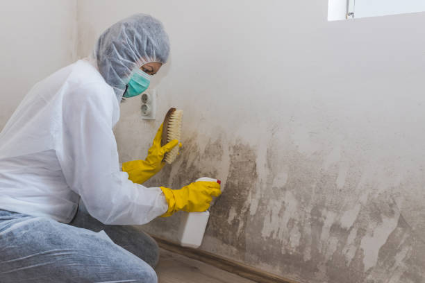 Best HVAC Mold Remediation in Santa Anna, TX