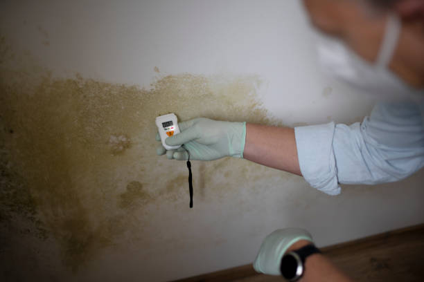 Best Residential Mold Remediation in Santa Anna, TX