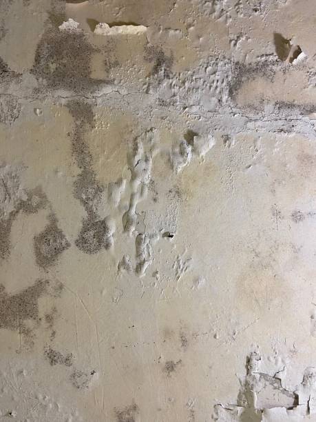 Best Attic Mold Remediation in Santa Anna, TX