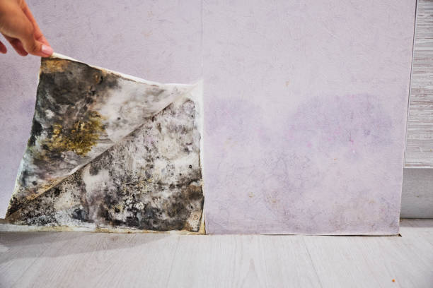 Best Localized Mold Remediation (e.g., coastal areas, humid climates) in Santa Anna, TX